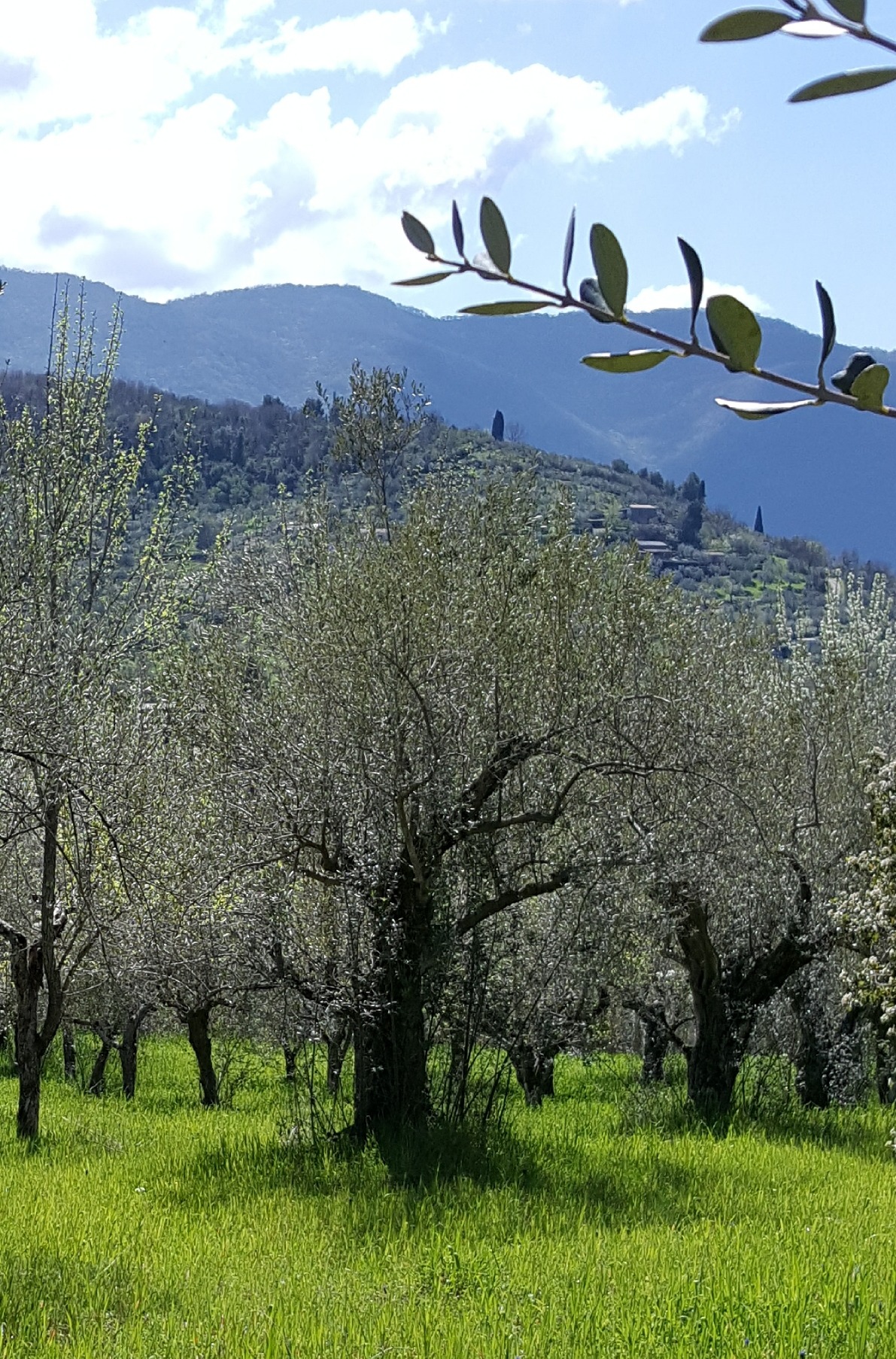 Adotta un ulivo nella Valle dell'Aniene