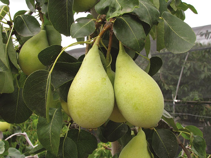 Frutti antichi: La pera spadona di Castel Madama