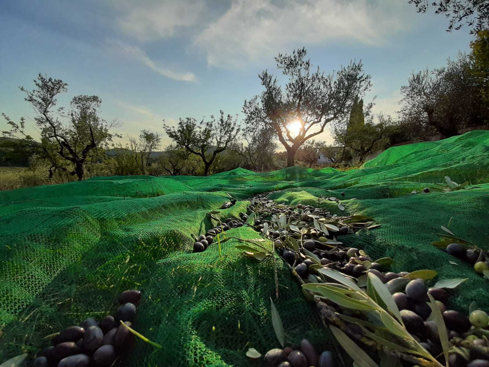 Quando si dice: olio extravergine di oliva